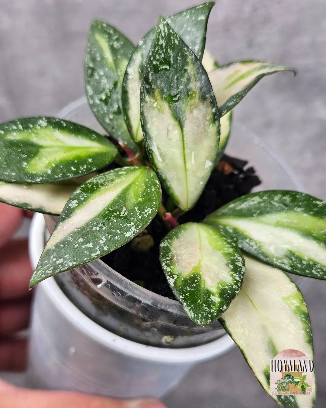 Ultra Rare Hoya Pubicalyx pink silver albo outer variegated splash
